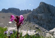 SENTIERO DEI FIORI ‘Claudio Brissoni’ da Capanna 2000 il 10 luglio 2023- FOTOGALLERY